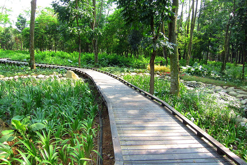 Sentiero dell'orto botanico, sentiero, orto botanico, erba, strada con assi di legno Sfondo HD