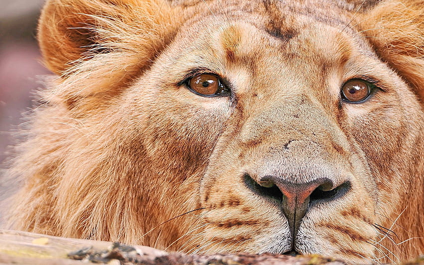 Animals, Muzzle, Lion, Predator, Big Cat HD wallpaper