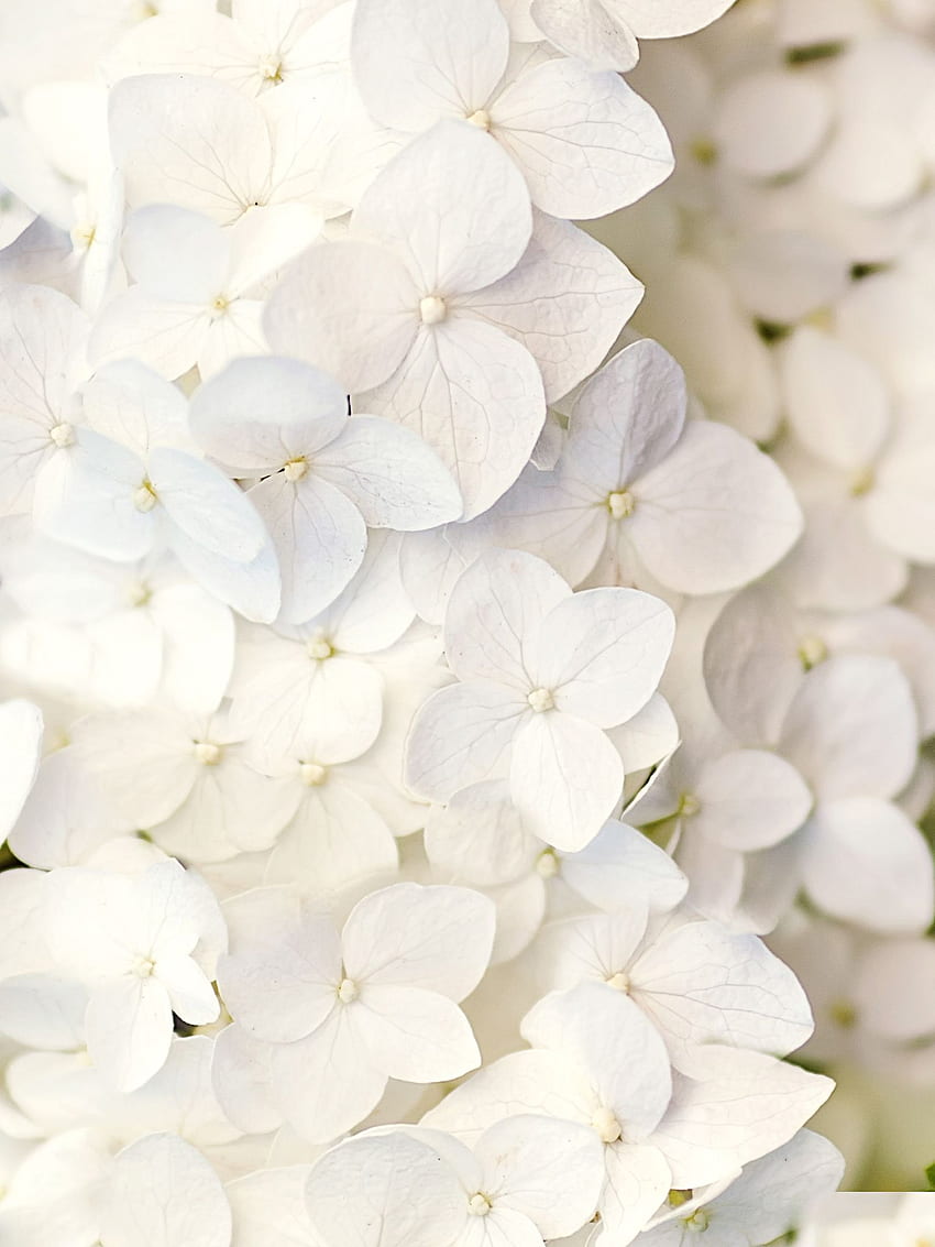 iPhone z białym kwiatkiem, ładny biały kwiat Tapeta na telefon HD
