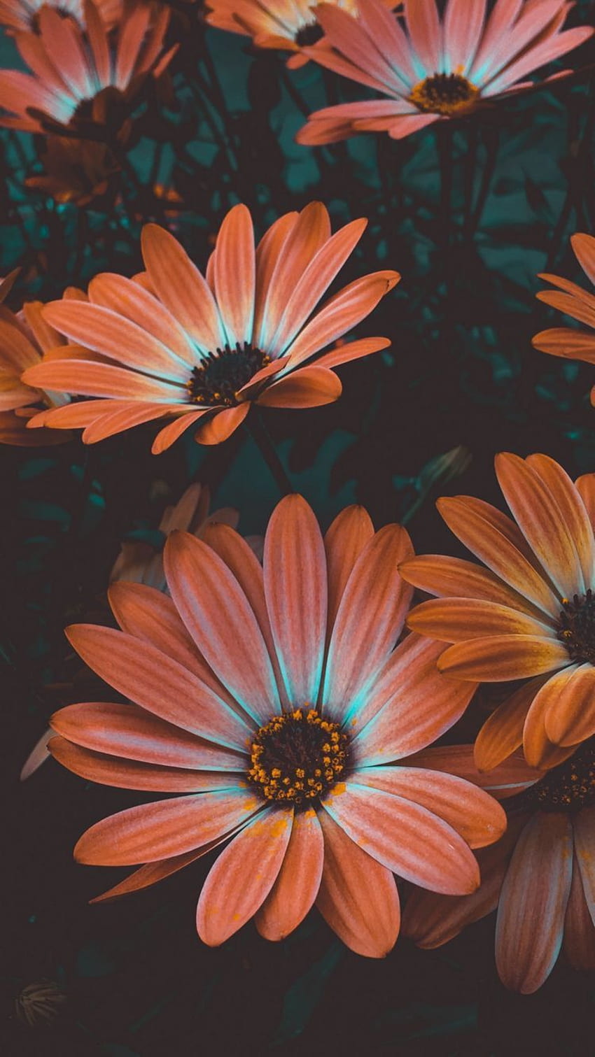 iPhone X용. Tech News N Gadget 업데이트는 아래 링크를 클릭하십시오. 아름다운 꽃, 꽃 배경, 꽃, 평화로운 꽃 HD 전화 배경 화면