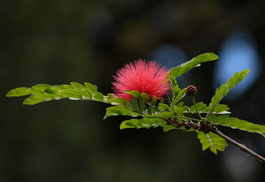 Acacia flower, branch, flower, green, red, acacia HD wallpaper