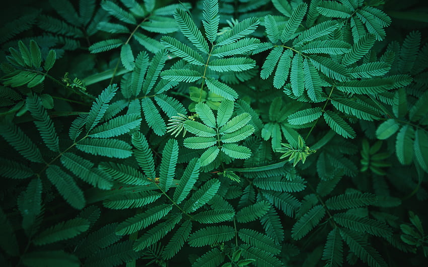 green fern leaves, natural background, green leaves, fern leaves texture, background with fern leaves HD wallpaper