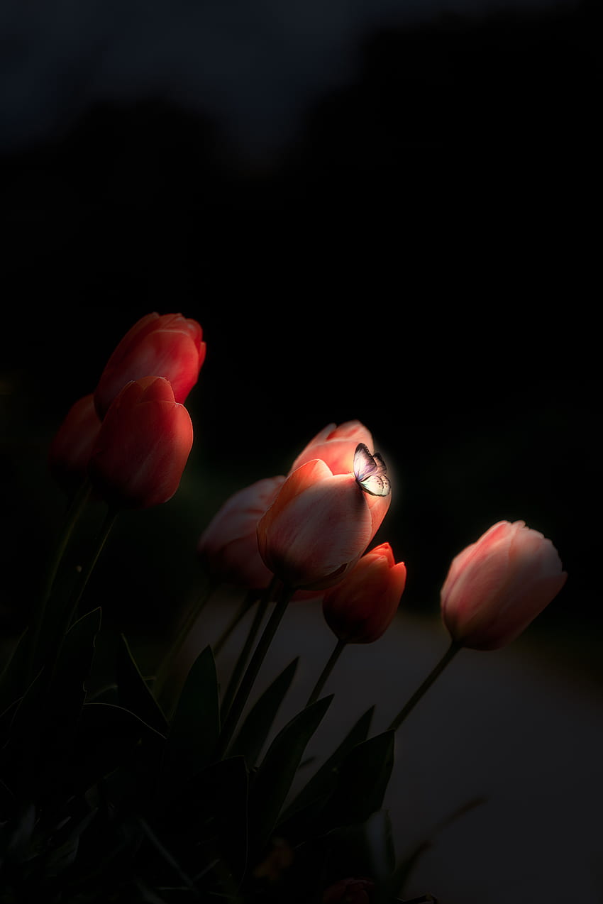 Flores, Tulipanes, Noche, Oscuro, Mariposa, Resplandor fondo de pantalla del teléfono