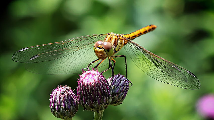 Flower, Plant, Macro, Insect, Dragonfly HD wallpaper