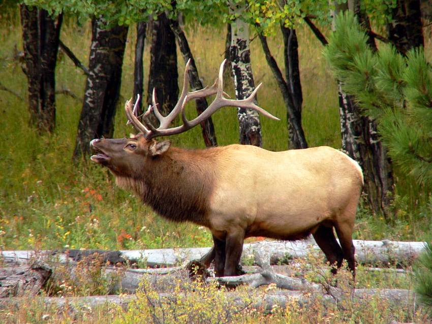 Where to See Wildlife in Rocky Mountain National Park, Rocky Mountain Elk HD wallpaper