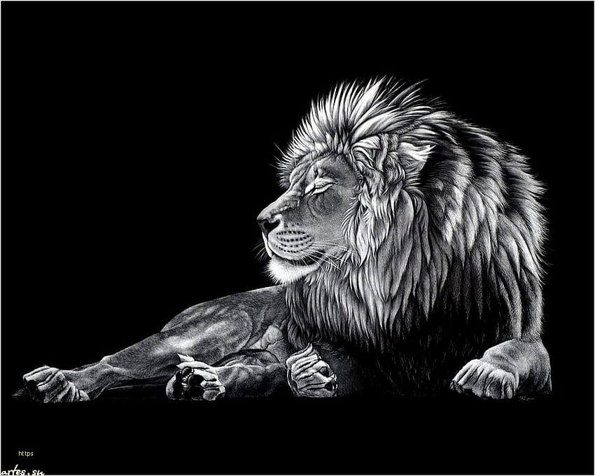 Leones Elegante León Negro, Animal Blanco Y Negro fondo de pantalla