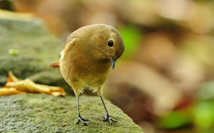 สัตว์ นก จะงอยปาก ขนาดเล็ก วอลล์เปเปอร์ HD
