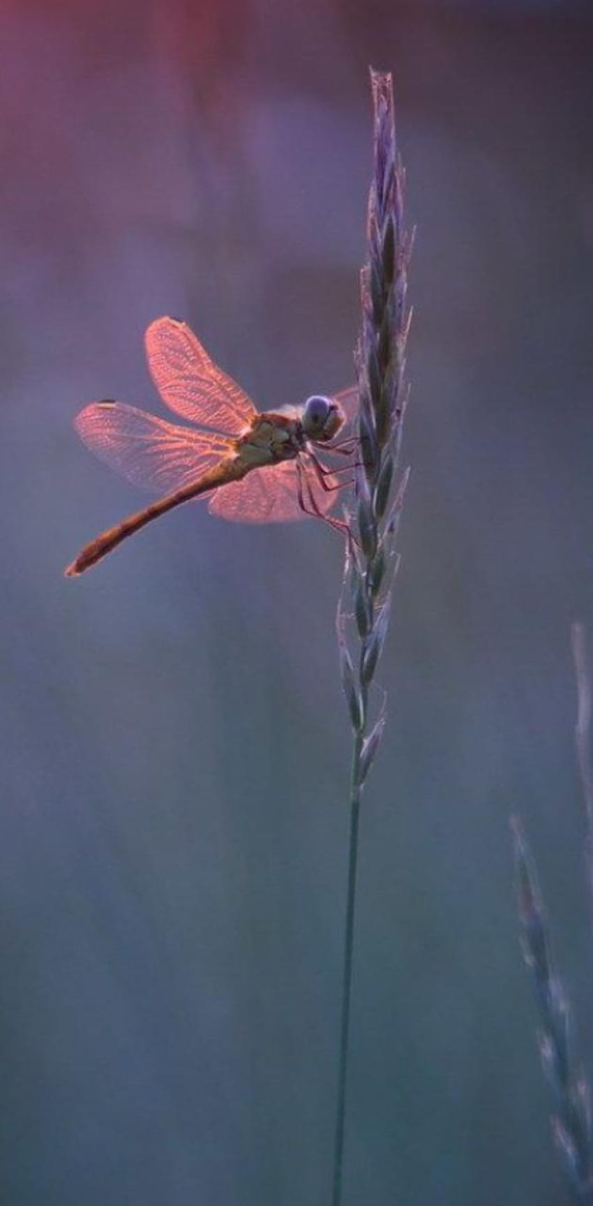 Dragonfly, Dragonfly iPhone HD phone wallpaper | Pxfuel