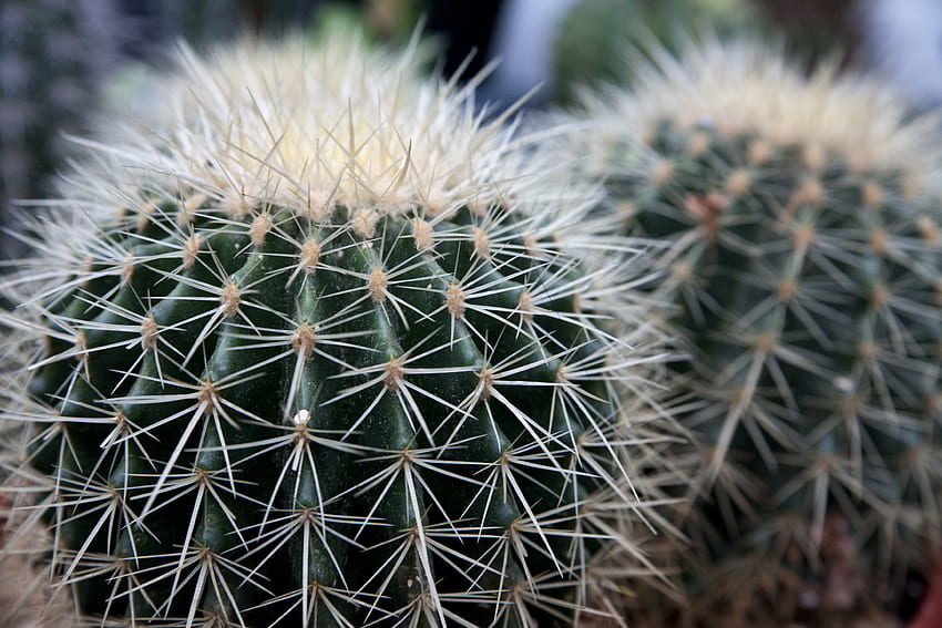 Flowers, Close-Up, Cactus, Thorns, Prickles, Succulents HD wallpaper