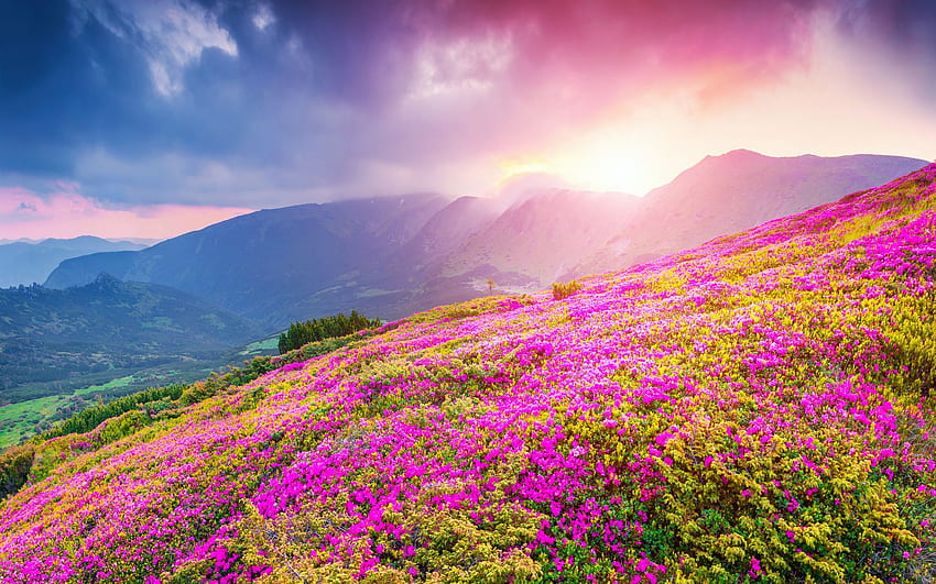 Spring Flowers, blossoms, hills, clouds, sky, mountains, sun, sunrise HD wallpaper