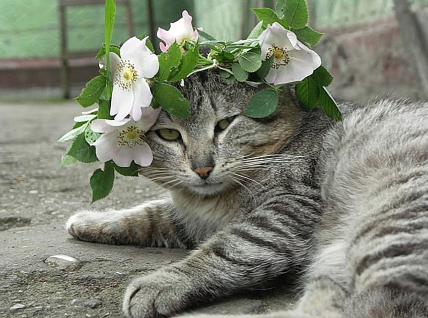 любител на цветя, котка, природа, цветя, домашен любимец HD тапет