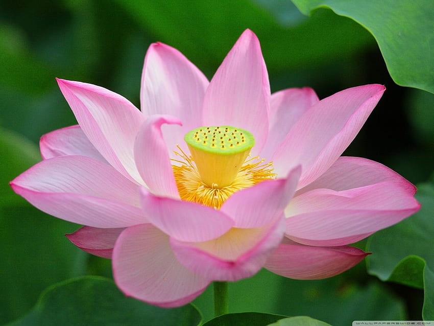 3D Pink Lotus Flower - Pink Lotus HD wallpaper