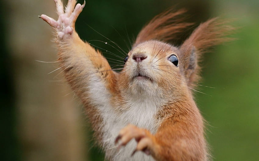 No! Stop!, animal, green, red, cute, funny, squirrel HD wallpaper