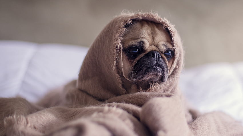 Funny Dog Puppy Wrapped In Blanket - Мопс Обои На Телефон - & Background , Cute Funny HD wallpaper