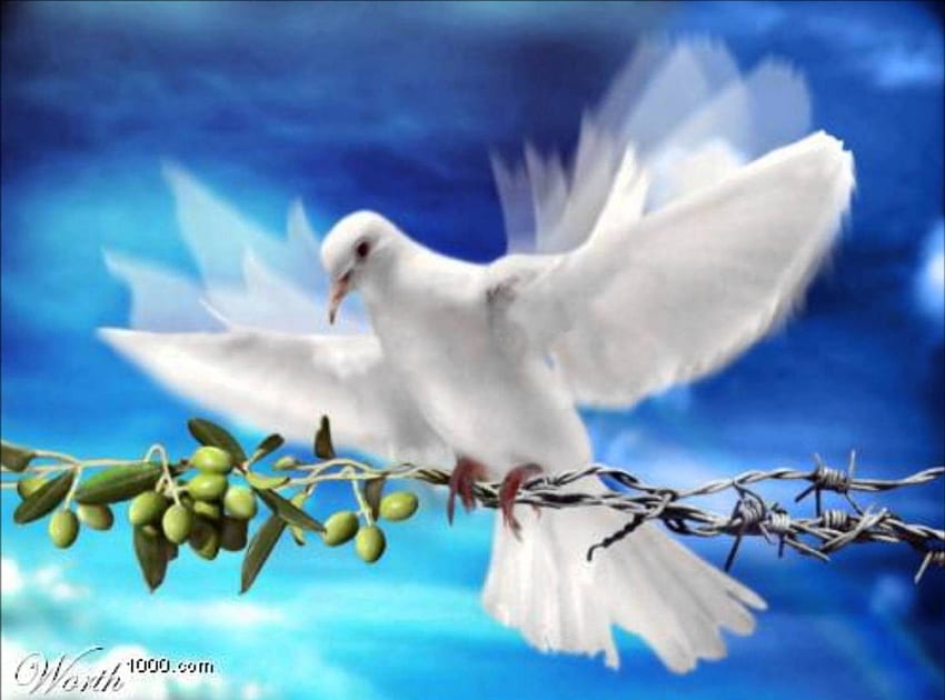 Peace, spirit, dove, harmony HD wallpaper