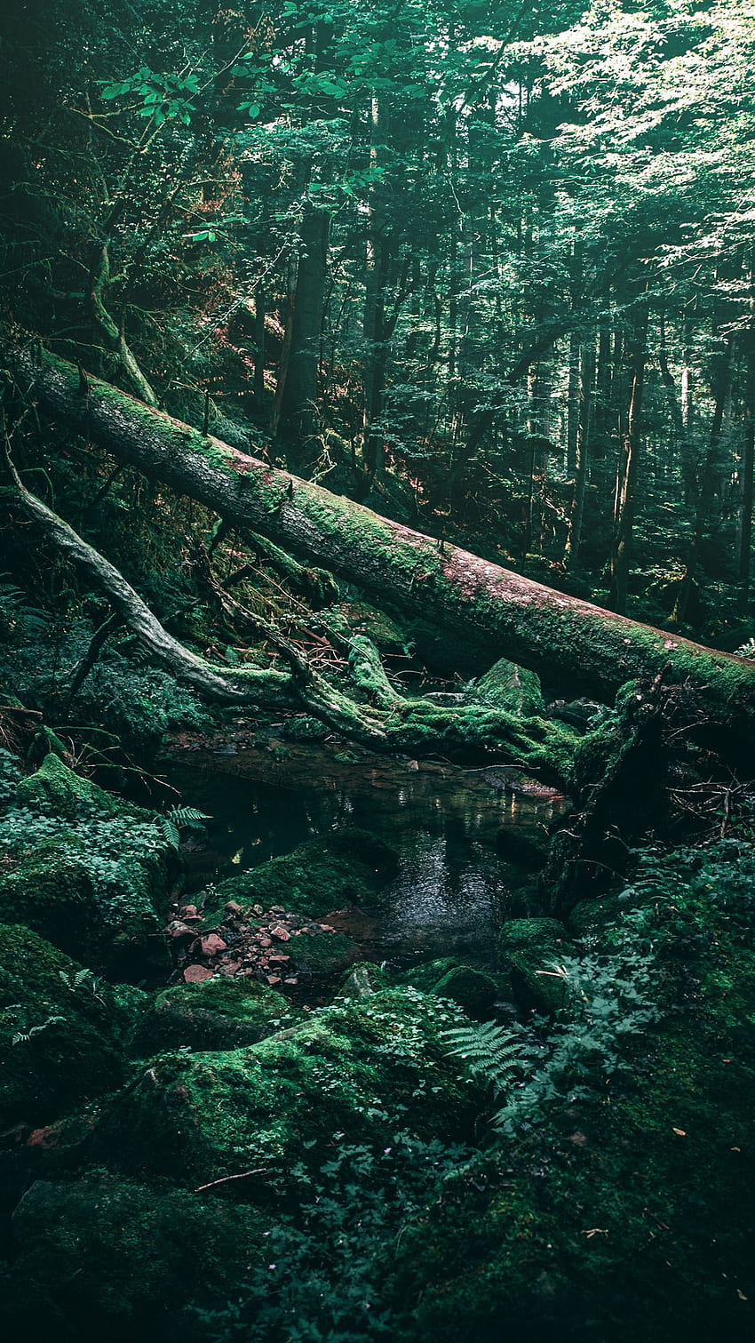iPhone . Ağaç, Orman, Eski Büyüme Ormanı, Doğa HD telefon duvar kağıdı