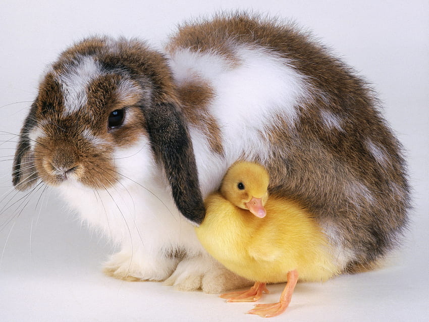 Animals, Rodents, Rabbits HD wallpaper