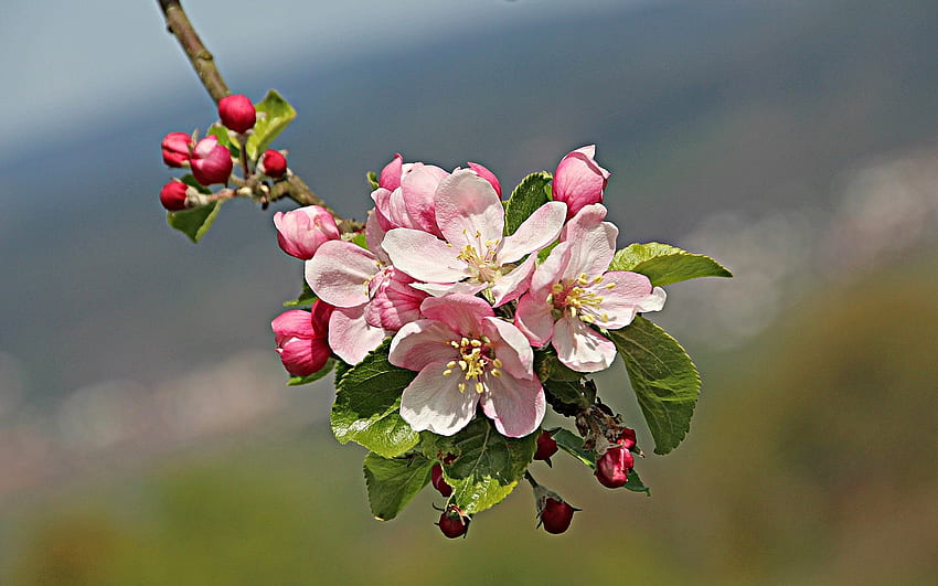 Elma Çiçeği, pembe, bahar, makro, çiçekli ağaç HD duvar kağıdı