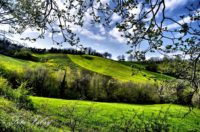 wiosna, przyroda, drzewa, pola, zielenie Tapeta HD