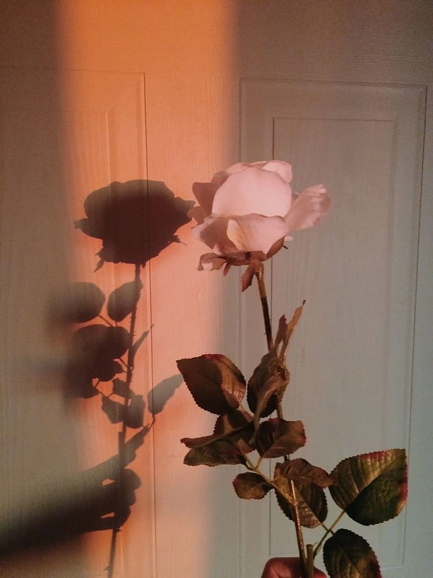 Ơ kristen_alford. aes: m o o d. Pink aesthetic, Flower Aesthetic Tumblr HD phone wallpaper