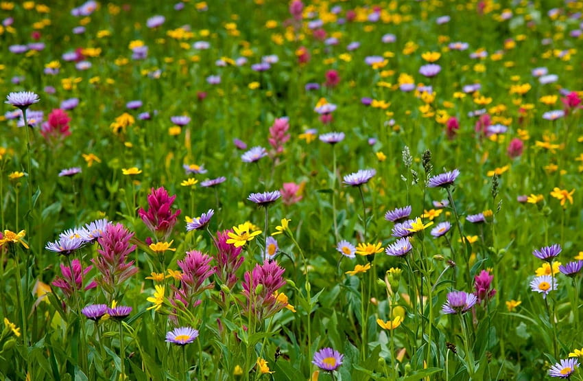 Bunga, Musim Panas, Hijau, Lapangan, Padang Rumput Wallpaper HD