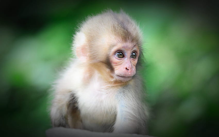 Baby Monkey So Cute, Cute Cartoon Monkey HD wallpaper | Pxfuel