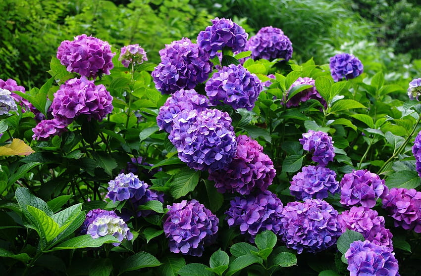 Blumen, Strauch, Blüte, Blüte, Grüns, Garten, Hortensie HD-Hintergrundbild