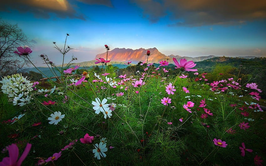 Landschaft, Natur, Blumen, Berge, Sonnenuntergang, Sträucher, Wolken, Frühlingssonnenuntergang HD-Hintergrundbild