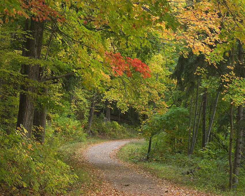 道路、土、葉、木、色、秋、自然、森 高画質の壁紙