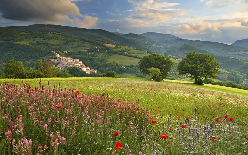 Flowers spring flower [] for your , Mobile & Tablet. Explore Italy