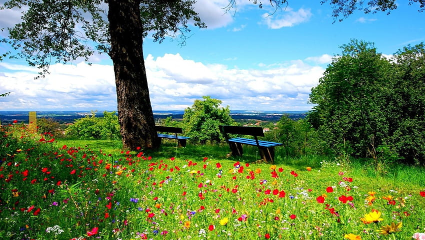 wildflowers on a hilltop park overlook, wildflowers, hilltop, benches, view, tree HD wallpaper