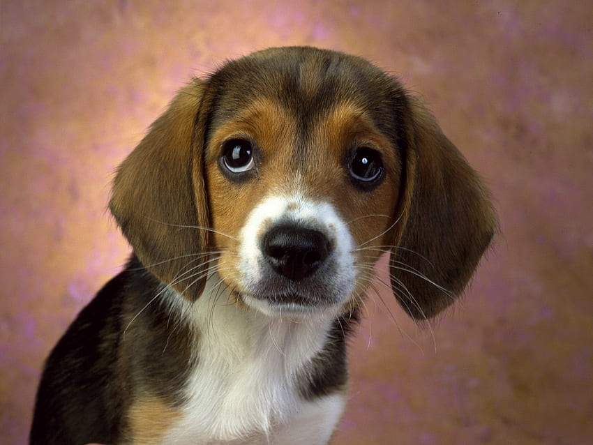 sevimli köpek, köpek, köpek yavrusu, yüz, şirin, sevimli HD duvar kağıdı