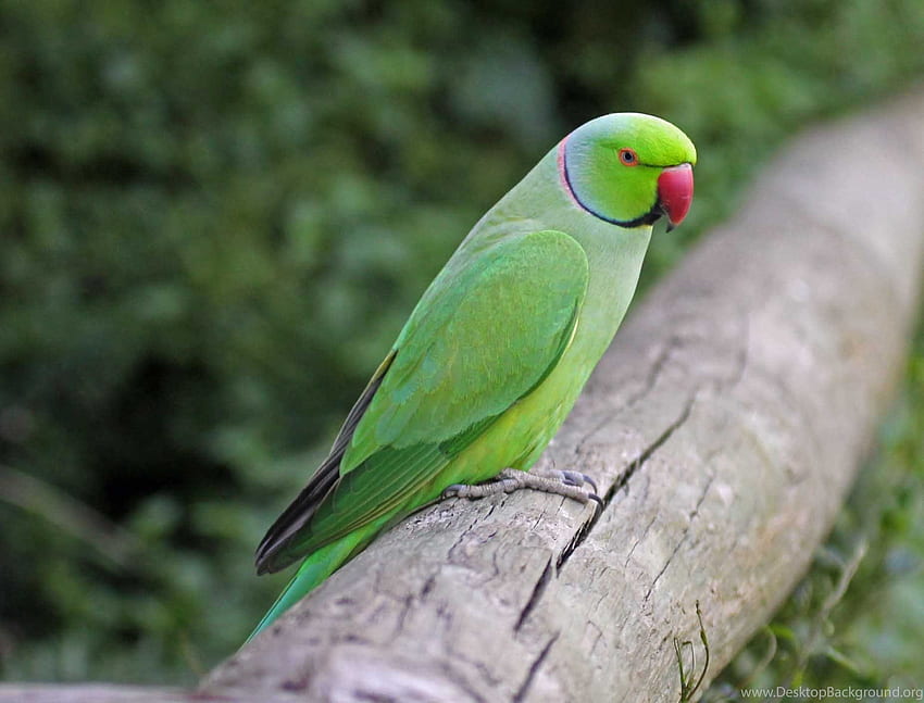 Indian Parrot Background HD wallpaper