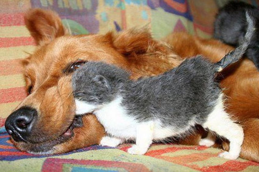 มิตร สัตว์ สุนัข ลูกแมว ลูกหมา ความรัก วอลล์เปเปอร์ HD