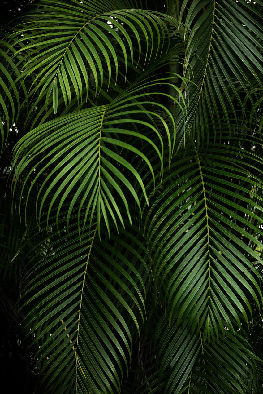 Nature, Leaves, Plant, Branches, Carved, Tropical HD phone wallpaper