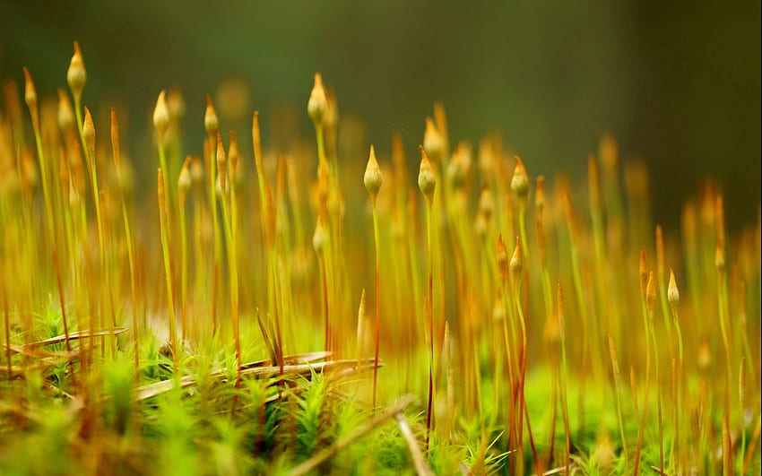 หญ้า พืช มาโคร เบลอ สมูท วอลล์เปเปอร์ HD