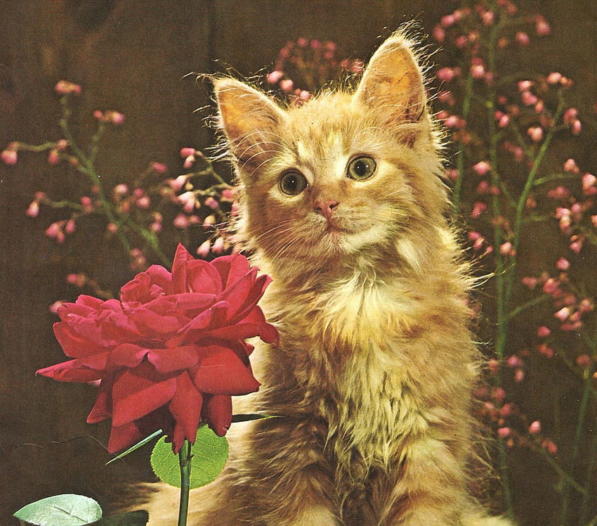 I just love roses, kitten, rose, flower, cute, feline HD wallpaper