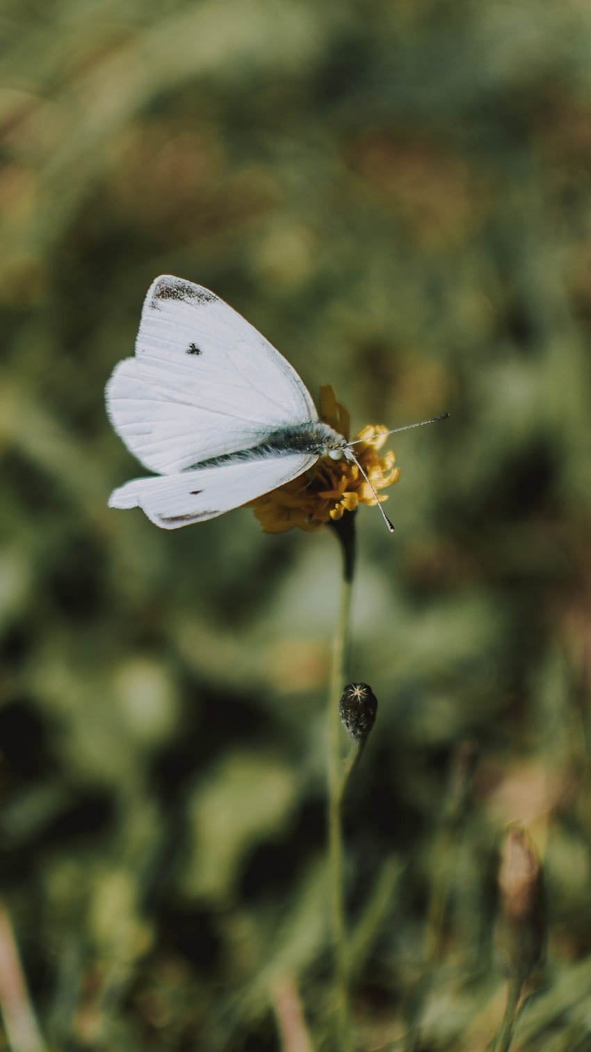 White Butterfly, Wonderful Aesthetic HD phone wallpaper Pxfuel