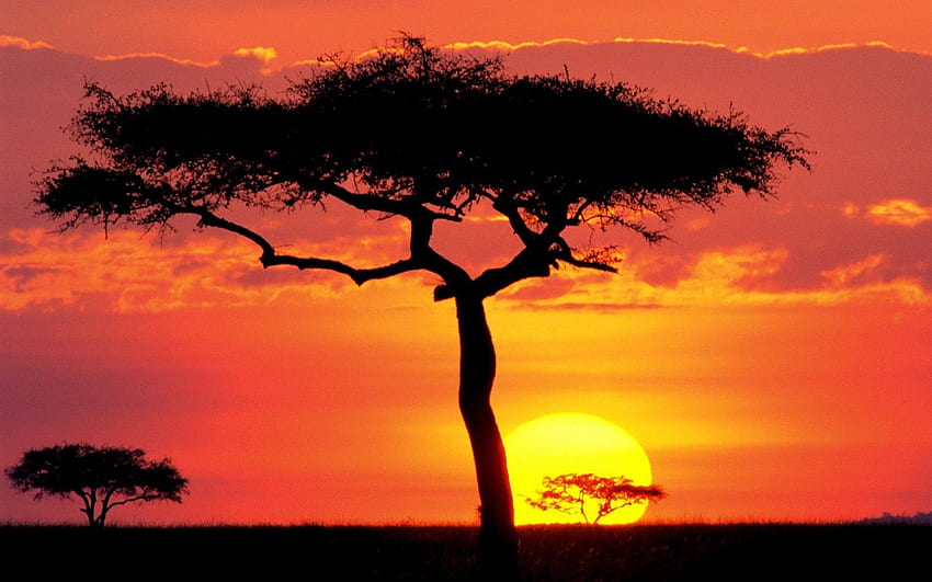 Sunsets African Sun Sunset Tree Africa Nature Dual, จิตรกรรมภูมิทัศน์แอฟริกัน วอลล์เปเปอร์ HD