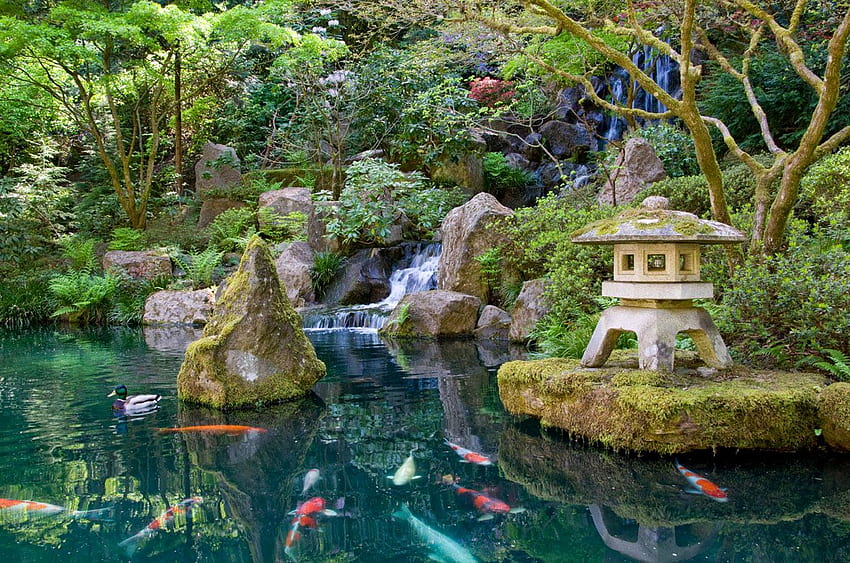 Японско градинско езерце с кои, японско езерце с рибки HD тапет