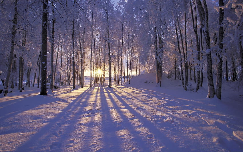 Winter, Schnee, Holz, Frost, Baum, kalt, Landschaft, gefroren, Anleitung – Winter für PC – & Hintergrund, Winterwald HD-Hintergrundbild