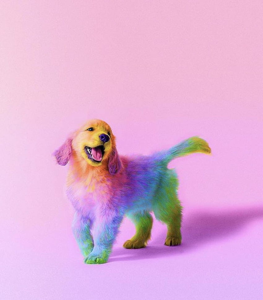Cute puppy!!!. Cute animals, Rainbow dog, Colorful animals HD phone wallpaper
