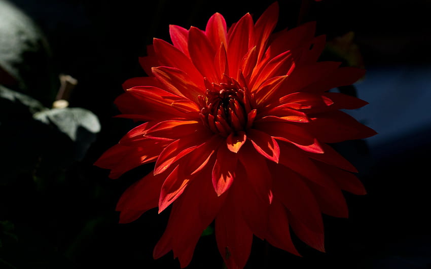 *** Dahlie ***, Dahlie, Natur, Blumen, Blume HD-Hintergrundbild
