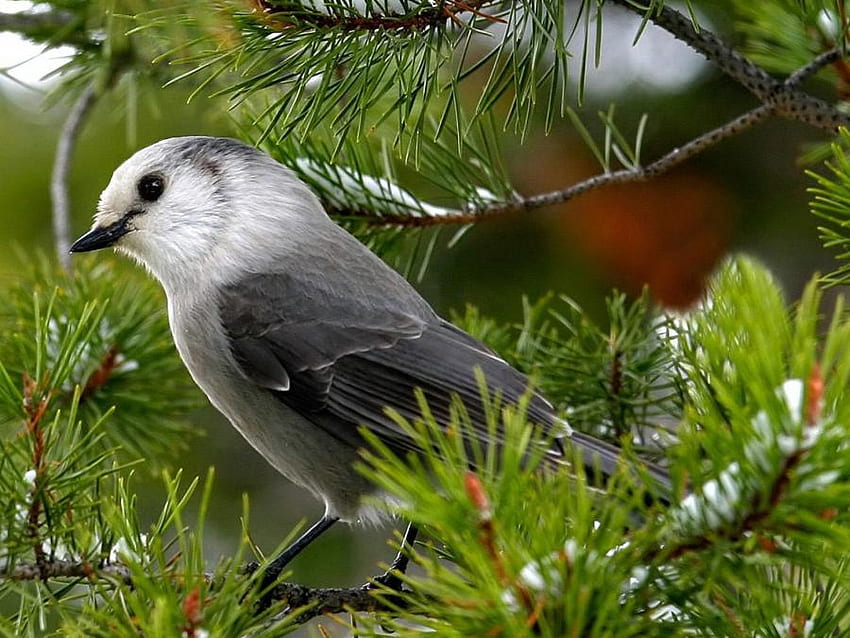 Pretty Nightingale, branch, white, black, grey, bird, nightingale, tree HD wallpaper