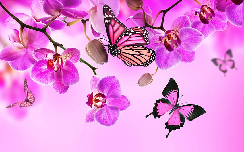 anggrek merah muda, kupu-kupu, bunga indah, seni bunga, latar belakang ungu, anggrek Wallpaper HD