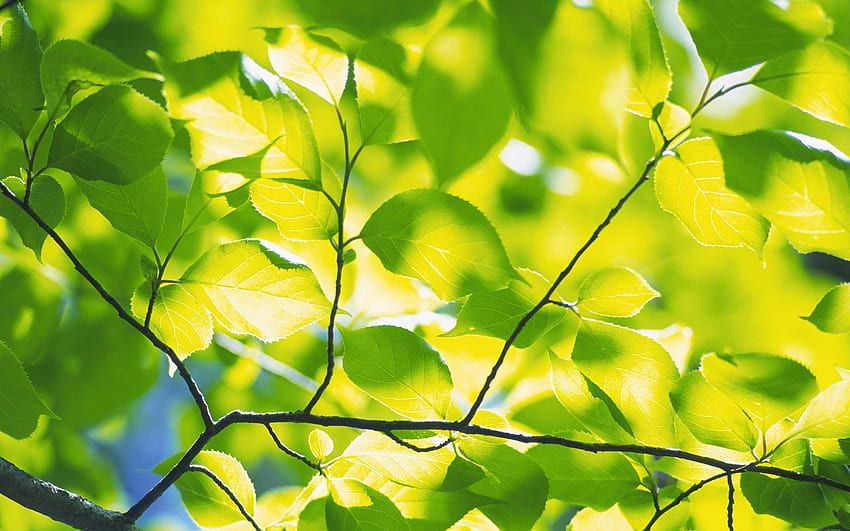 ライムグリーンの葉、色、、色合い、新鮮、夏、葉、きれい、緑、枝、自然、森、葉、ライム 高画質の壁紙
