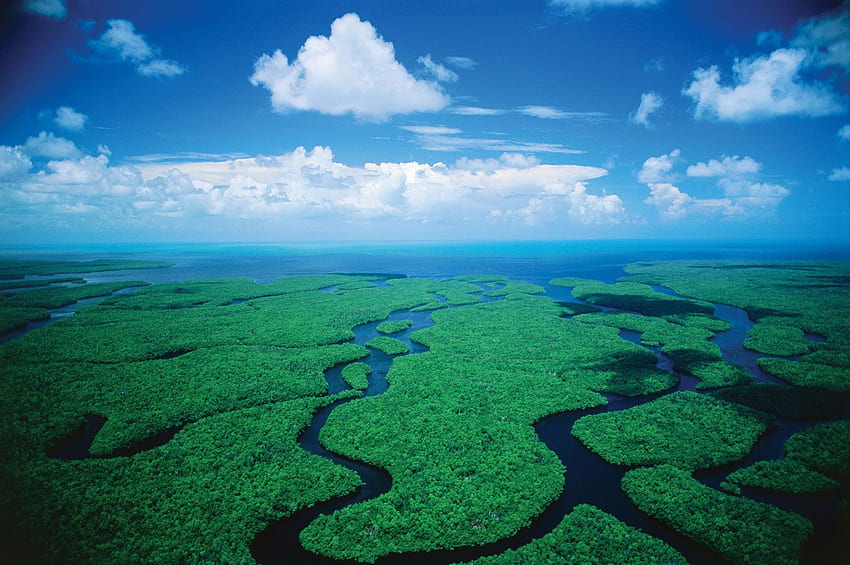 Everglades HD wallpaper