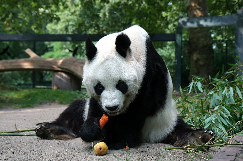 Animals, Food, Sit, Panda HD wallpaper