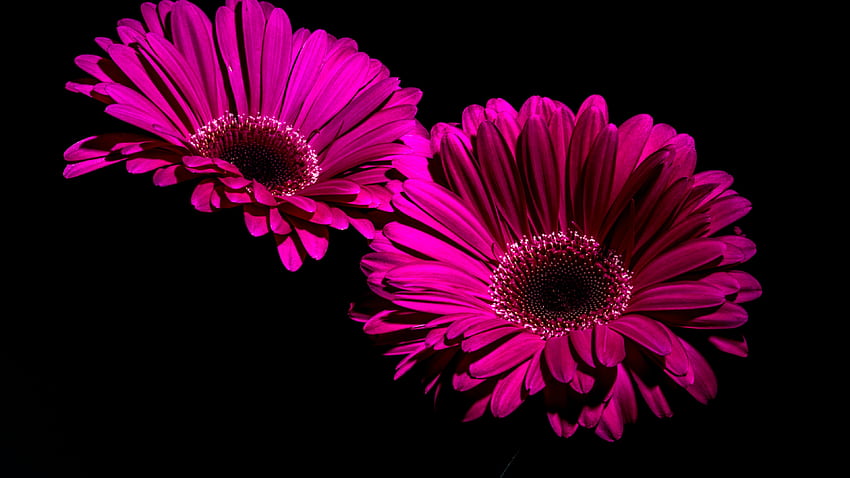 Margarita de gerbera, Flores de color púrpura, negro, Macro, Primer plano, Flores, Margarita de gerbera rosa fondo de pantalla