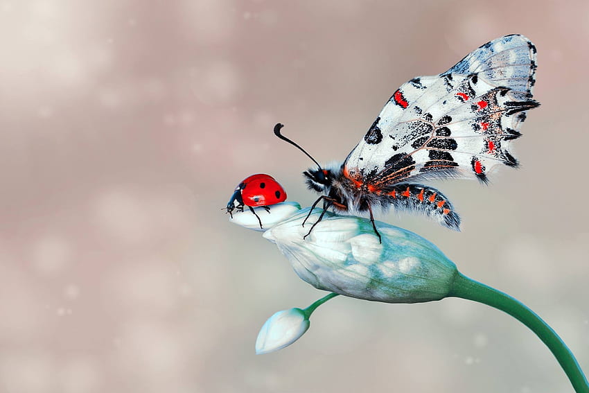 :), white, butterfly, ladybug, flower, green, red, insect HD wallpaper